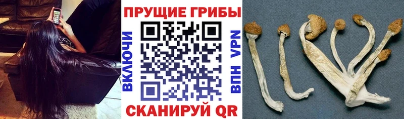 Псилоцибиновые грибы GOLDEN TEACHER  купить наркотики цена  Грязи 